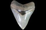 Serrated, Fossil Megalodon Tooth - Nice Color #86067-1